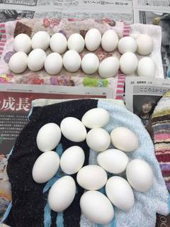 white eggs.jpg